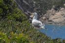 Gabbiano al Giglio