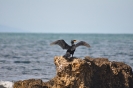 Cormorano alla Frasca, Civitavecchia